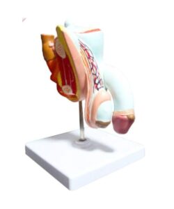 Male Organ 3D Prostate Anatomy Model 2