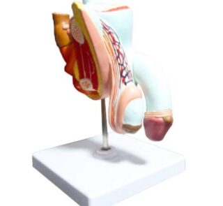 Male Organ 3D Prostate Anatomy Model 2