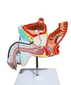 Male Organ 3D Prostate Anatomy Model1