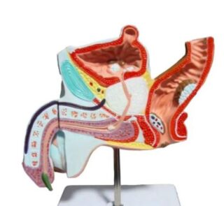 Male Organ 3D Prostate Anatomy Model1