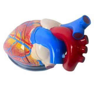 Medical Jumbo Heart Anatomical Model 4 Times 3 Parts 1