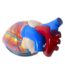 Medical Jumbo Heart Anatomical Model 4 Times 3 Parts 1
