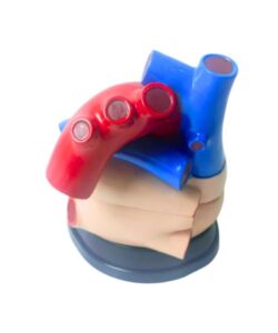 Medical Jumbo Heart Anatomical Model 4 Times 3 Parts 2