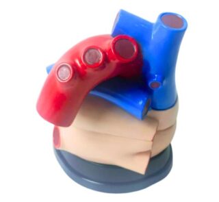 Medical Jumbo Heart Anatomical Model 4 Times 3 Parts 2