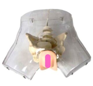Transparent Female Urethral Catheterization Simulator XC-408F 1