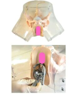 Transparent Female Urethral Catheterization Simulator XC-408F 2