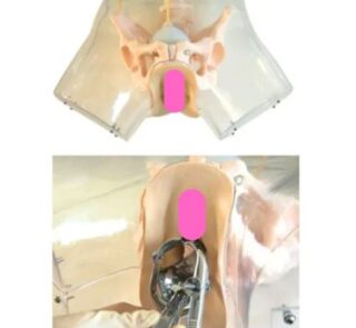 Transparent Female Urethral Catheterization Simulator XC-408F 2