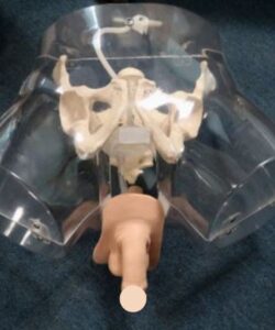 Transparent Male Urethral Catheterization Simulator XC-400 2